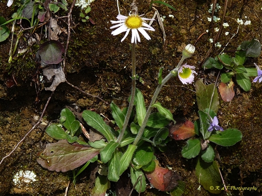 {Erigeron pulchellus}